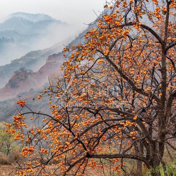 山西平陆雨中的柿子树