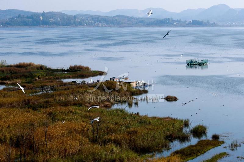 贵州威宁：红嘴鸥飞抵草海越冬-人民图片网