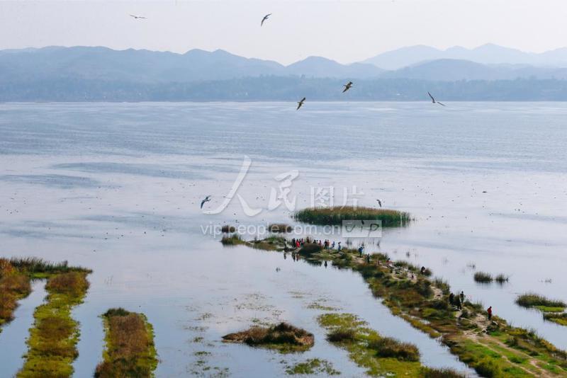 贵州威宁：红嘴鸥飞抵草海越冬-人民图片网