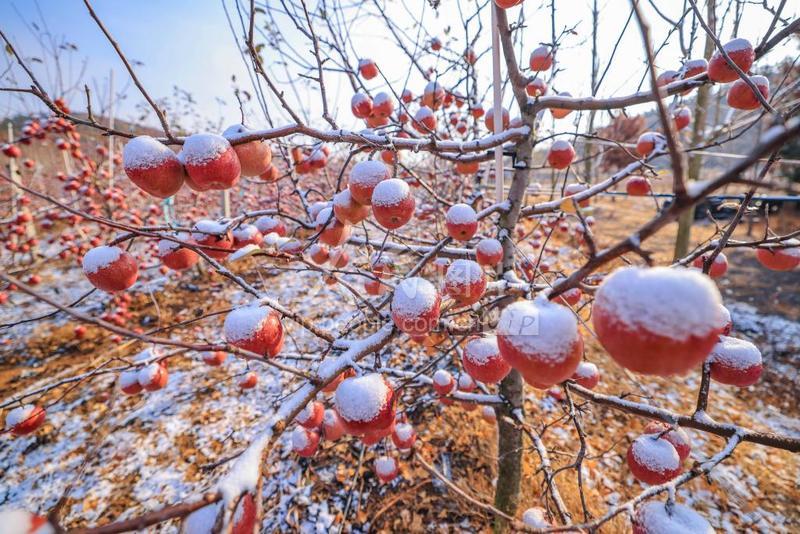 山东荣成冬雪盖红果