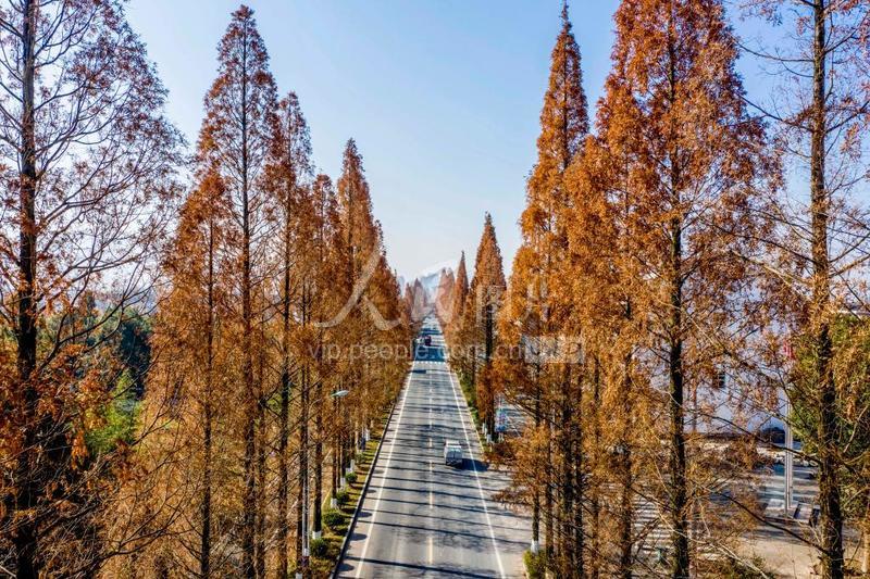 浙江仙居:乡村公路水杉红