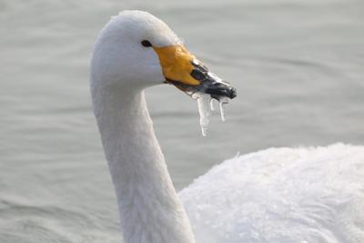 新疆博乐冰封天鹅嘴难开