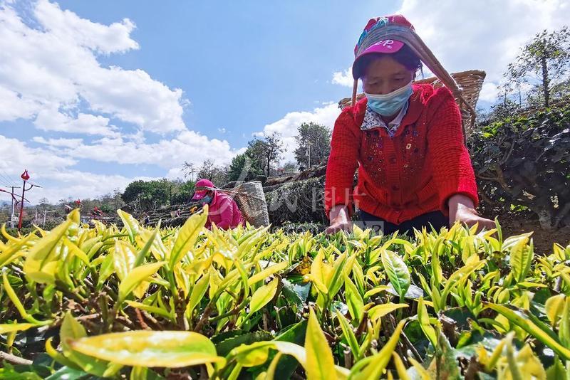 云南大理彝乡南涧春茶开采
