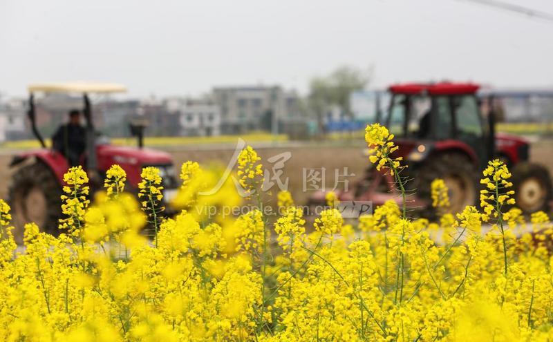 江西萍乡:花香伴春耕-人民图片网