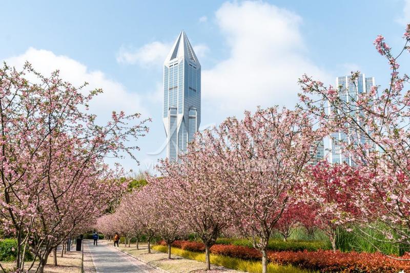 上海人民公园海棠盛开