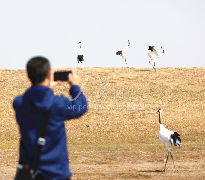 黑龙江齐齐哈尔:扎龙生态旅游区重启开放-人民图片网