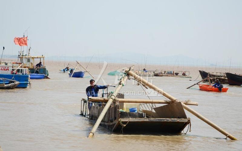 浙江温岭东海鳗苗旺发渔民争相捕捞
