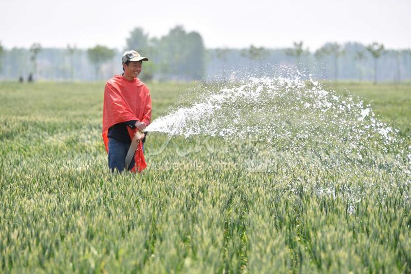 安徽亳州:浇灌小麦保丰收