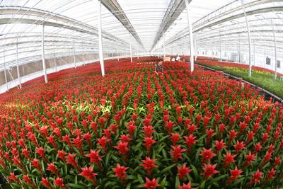 山西大宁花卉种植富农家