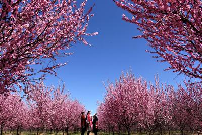 河北石家庄30多亩梅花盛开
