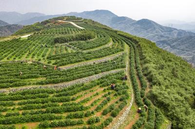 杭州富阳安顶山高山云雾茶春茶开采
