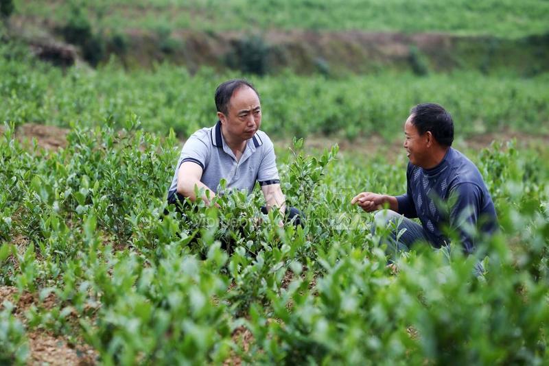 重庆黔江:"第一书记"唱茶歌 6000亩撂荒地变茶园