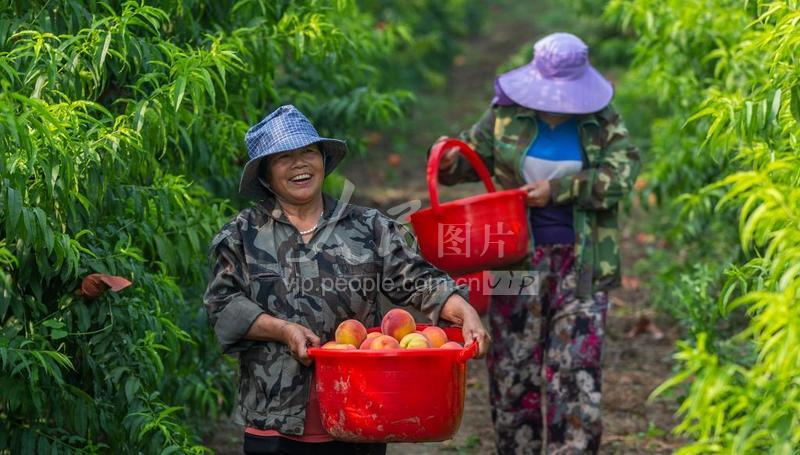 安徽淮北:扶贫桃喜获丰收-人民图片网