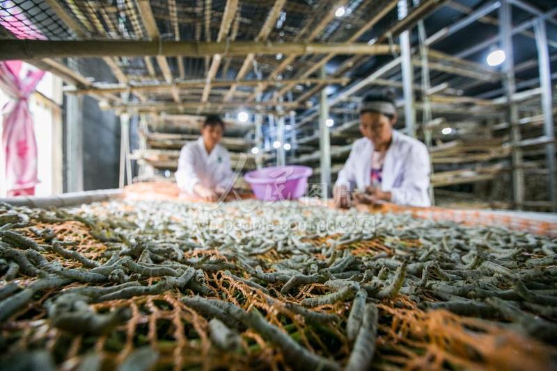 贵州毕节：小小山村种桑养蚕奔富路-人民图片网