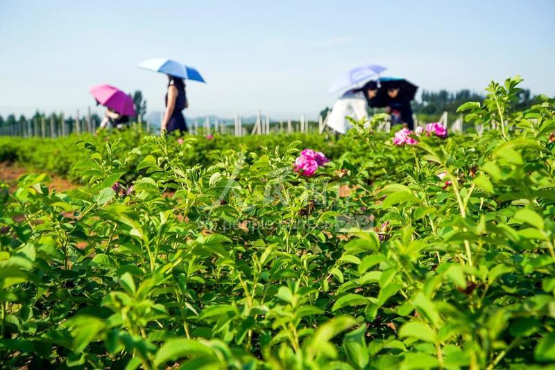 河北遵化:尾矿库废弃地变“绿” 生机盎然-人民图片网