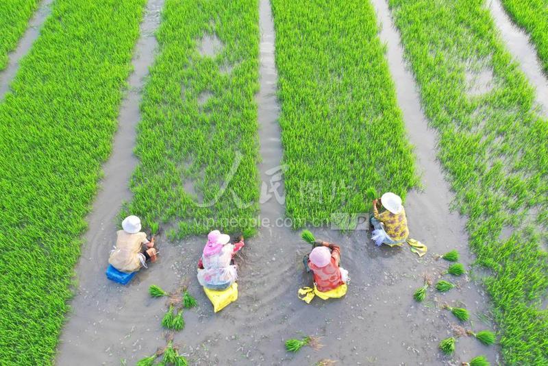 浙江温岭:保障粮食安全 全力扩种晚稻-人民图片网