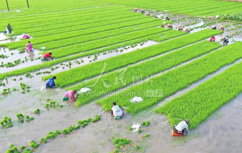 浙江温岭:保障粮食安全 全力扩种晚稻-人民图片网