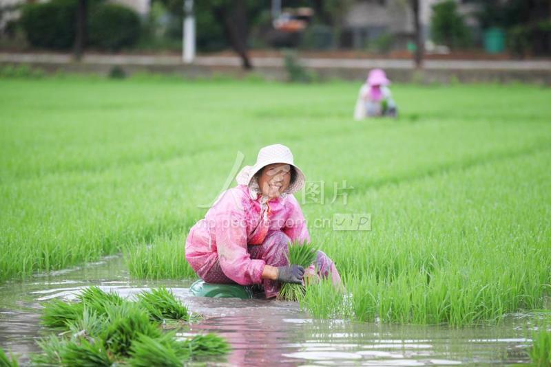 浙江温岭:保障粮食安全 全力扩种晚稻-人民图片网
