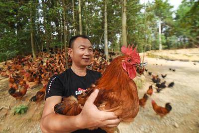 贵州锦屏林下养鸡敲开致富门