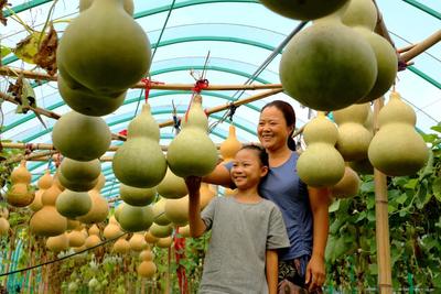 河南宁陵葫芦产业扶贫结硕果