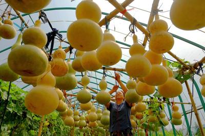 河南宁陵葫芦产业扶贫结硕果