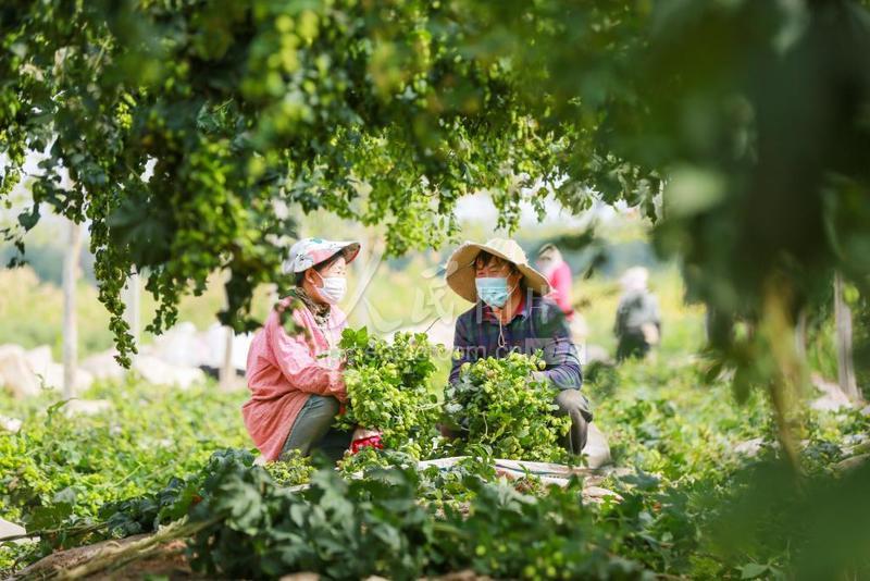新疆呼图壁千亩啤酒花喜获丰收