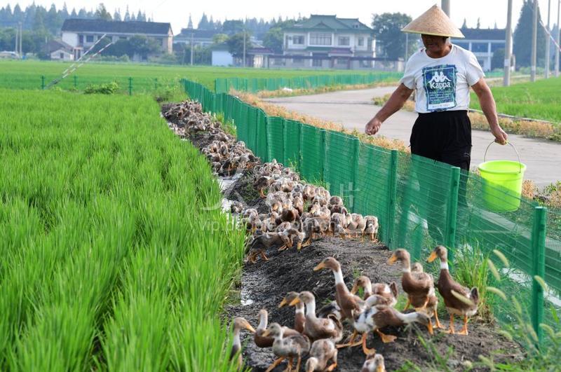 江苏太仓:"稻鸭共生"新模式 生态种养效益高