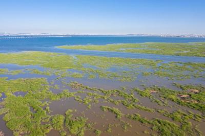 青岛:胶州湾湿地生态美-人民图片网