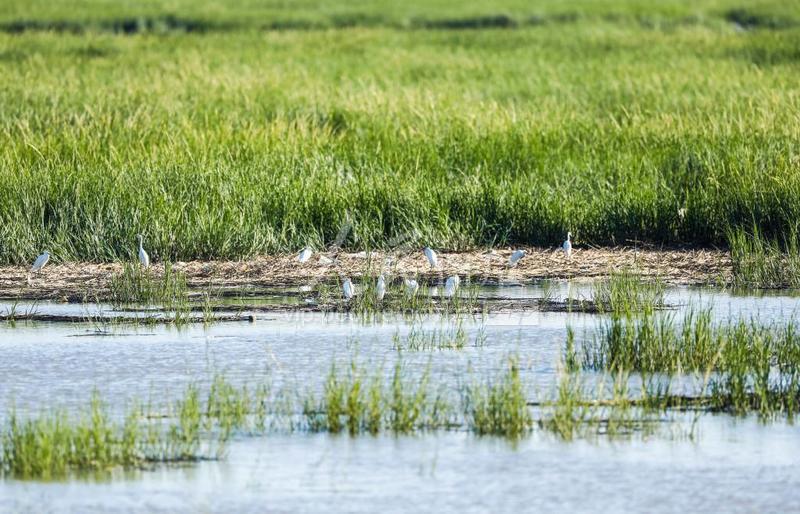 青岛:胶州湾湿地生态美-人民图片网