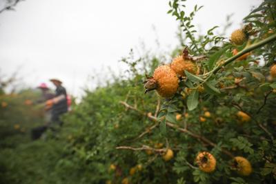 贵州毕节:种植小刺梨 成就大产业-人民图片网