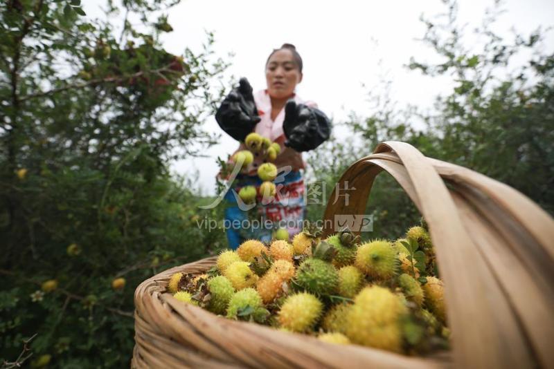 贵州毕节:种植小刺梨 成就大产业-人民图片网