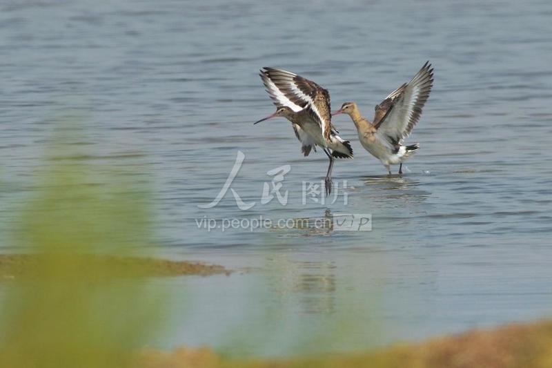 山东青岛:成群鸻鹬类候鸟抵达青岛入海口湿地-人民图片网