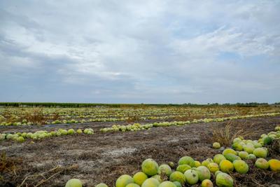 新疆精河打瓜喜获丰收