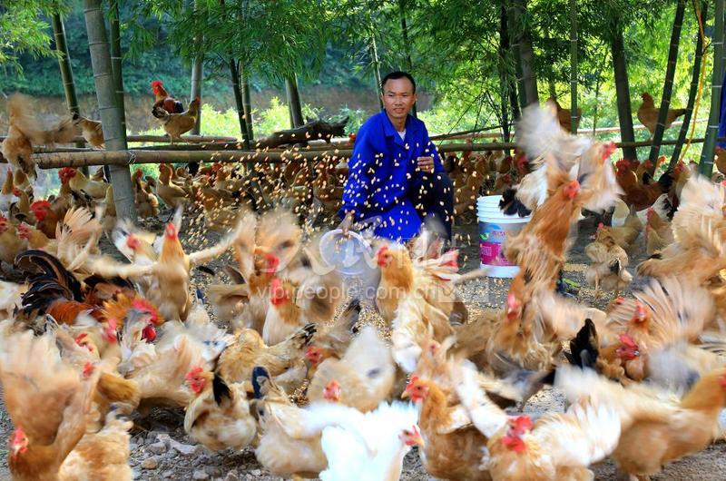 安徽庐江:林下养鸡助增收-人民图片网