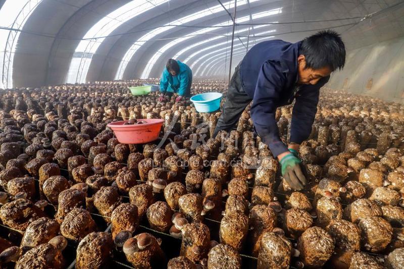 河北遵化:收获香菇保供应