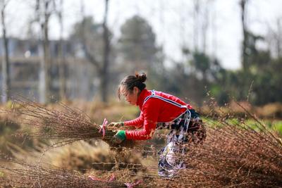 贵州黔西拔树苗销售过新春