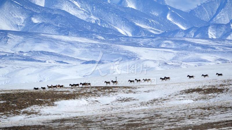 阿克塞哈尔腾腹地冰雪世界静美如画-人民图片网