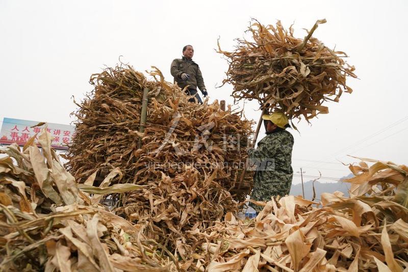 湖南怀化:冬收秸秆 促农增收