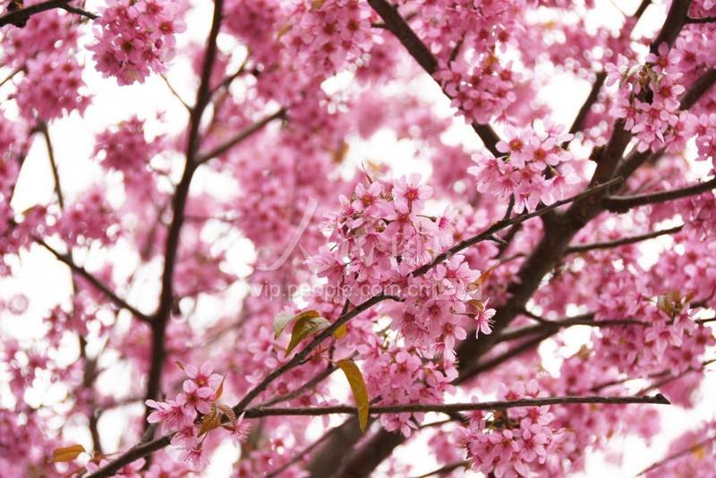 云南红河:冬樱花盛开-人民图片网