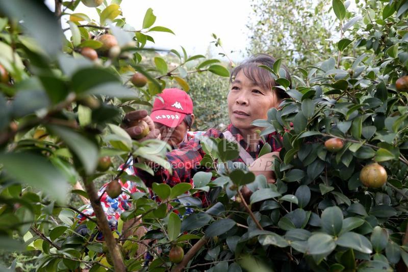 江西兴国油茶采摘忙