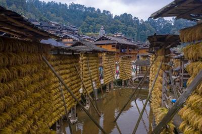 侗族自治州从江县高增乡占里村侗族村民将丰收的糯稻谷晾晒在禾晾架上