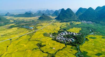 入秋时节,广西柳州市柳城县境内的古砦仫佬族乡,太平镇等地的大片稻田