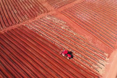 江西东乡红土壤冬管忙