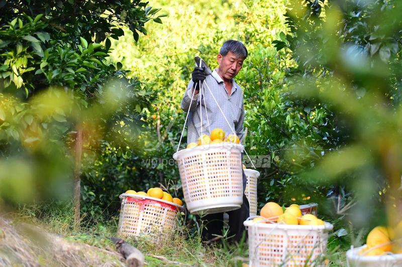 江西会昌:脐橙喜丰收-人民图片网