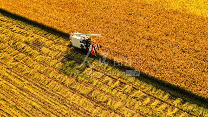 2021年10月30日,江苏常州芙蓉水乡种田大户朱建良在金色稻田里的收获