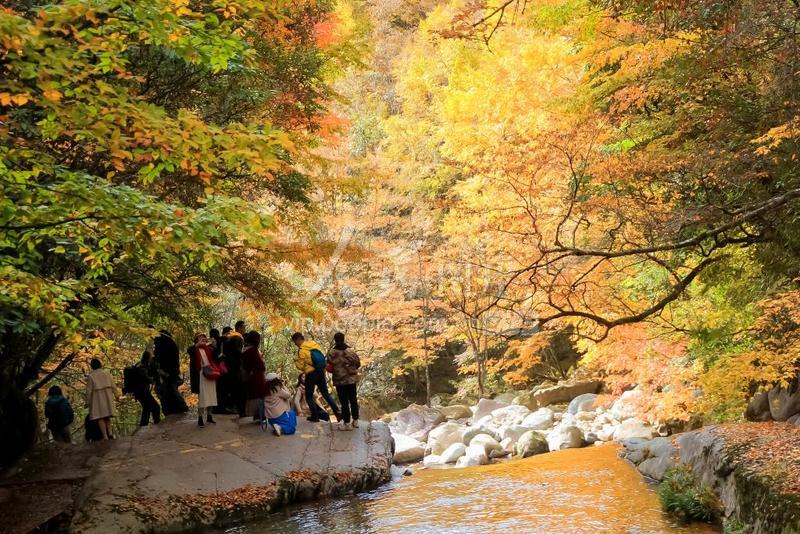 四川南江：光雾山红叶迎来最佳观赏期-人民图片网