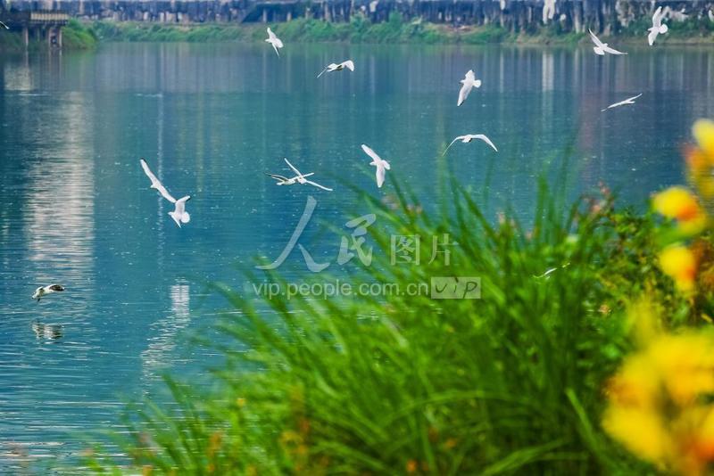 重庆綦江:生态好 候鸟来-人民图片网