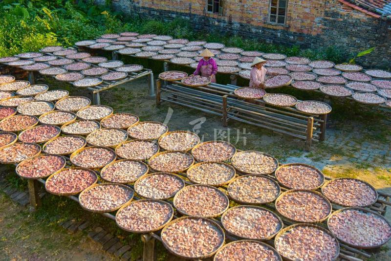 广西合浦:乾江沙谷米 家乡的味道