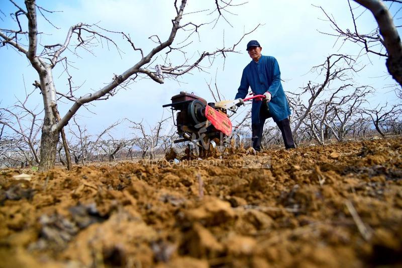 山东枣庄:农勤春早 新春农忙