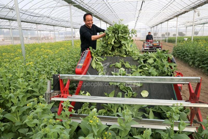 陈桥村下邹蔬菜基地的蔬菜大棚内,村民利用叶菜全自动收获机在采收蔬